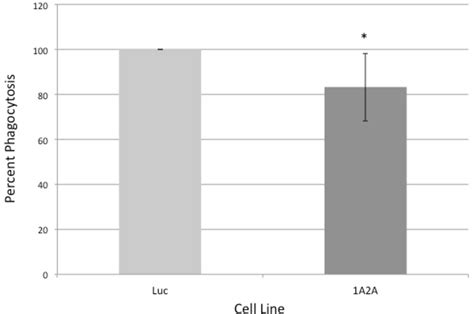 Figure 1 2 From The Intermediate Subunit Of The Gal Galnac Lectin May