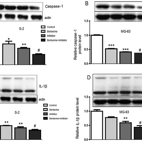 The Effects Of Berberine And Or Caspase 1 Inhibitor On The MRNA