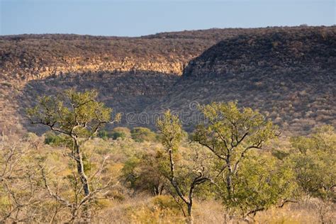 African Bush Stock Photo Image Of Savannah Safari Acacia 67618678