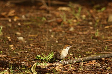 野毛山動物園で見られる生き物①動物トピックス｜ブログ野毛山動物園公式サイト｜公益財団法人 横浜市緑の協会