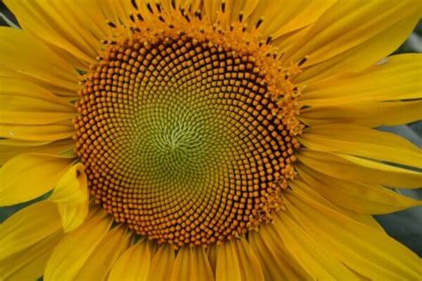 The Fibonacci Sequence In Nature • Insteading