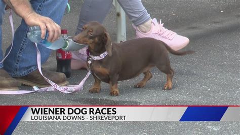 2023 Wiener Dog Races Youtube