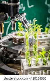 Laboratory Testing Pesticides On Plants Images Stock Photos D