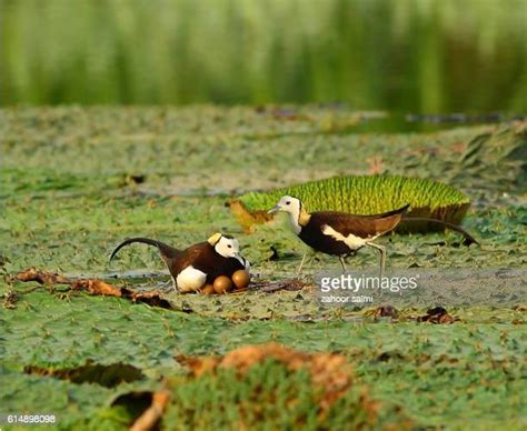 Pheasant Tailed Jacana Photos And Premium High Res Pictures Getty Images