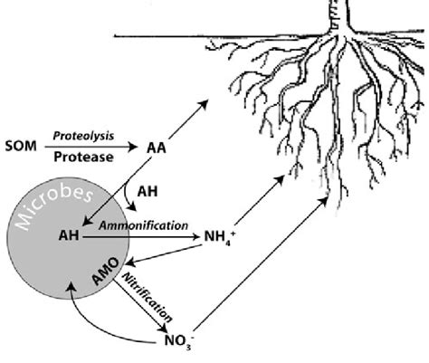 Emerging Conceptual Model Of The Soil N Mineralization Pathway Soil