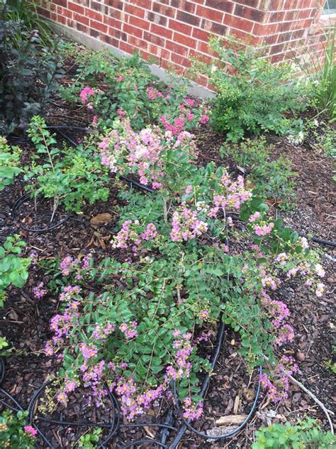 Miniature Crape Myrtle General Gardening Growing Fruit