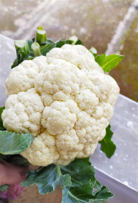 Potato Cauliflower Dry Fry With Curd An Indian Delicious Veg Delite