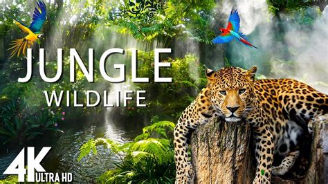 Jungle Wildlife In 4K - The World’s Largest Tropical Rainforest ...