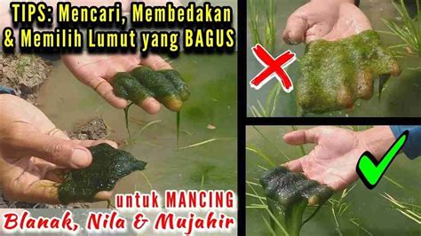 Campuran Umpan Mancing Ikan Nila Pakai Lumut Banyak Orang Baru Tahu