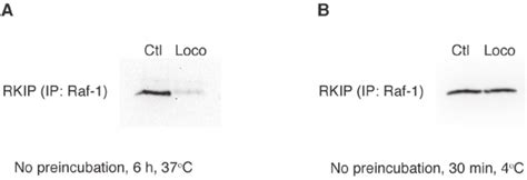 Locostatin Disrupts Binding Of Rkip With Raf Without Preincubation Of