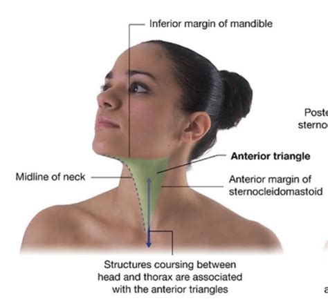 Unit Neck Musculature And Viscera Flashcards Quizlet