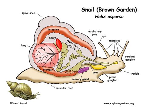 Freshwater Snail Anatomy