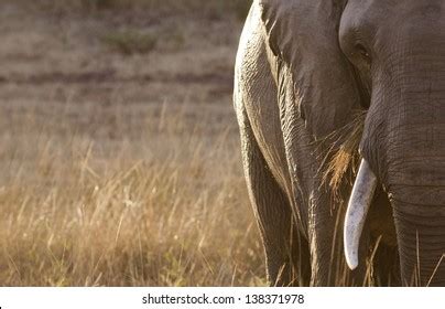 37,247 Elephant close up Images, Stock Photos & Vectors | Shutterstock