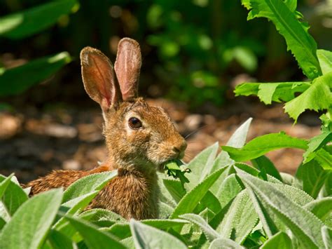 How To Keep Rabbits Out Of Garden