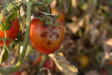 How To Identify And Treat Common Tomato Diseases Gardeners Path