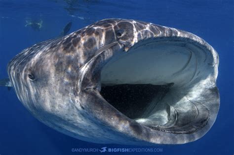 Whale Shark snorkeling at Isla Mujeres, Cancun, Mexico. Snorkeling with ...