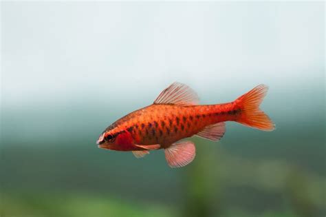 Cherry Barb 101 Care Tank Mates Diet Breeding And More