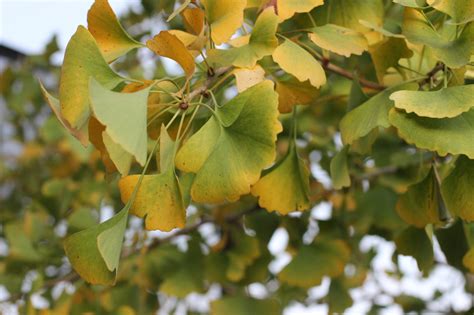 Ginkgo biloba 'Autumn Gold' - Devil Mountain Wholesale Nursery