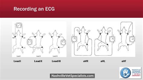 Recording An Ecg In Veterinary Medicine Youtube