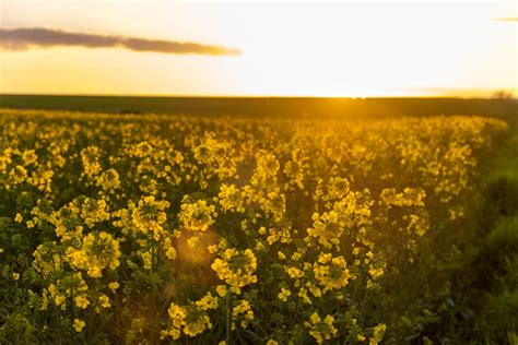 Field Of Yellow Flowers Sunset