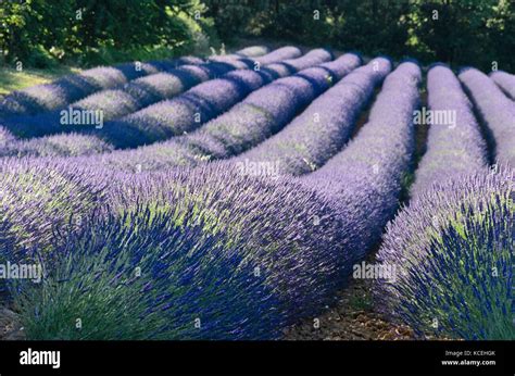 Lavandin (Lavandula x intermedia), Provence, France Stock Photo - Alamy
