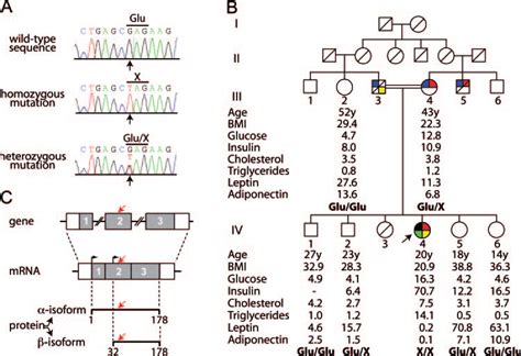 Cav1 Mutation In The Pedigree With Bscl A Chromatograms Of Cav1 Exon