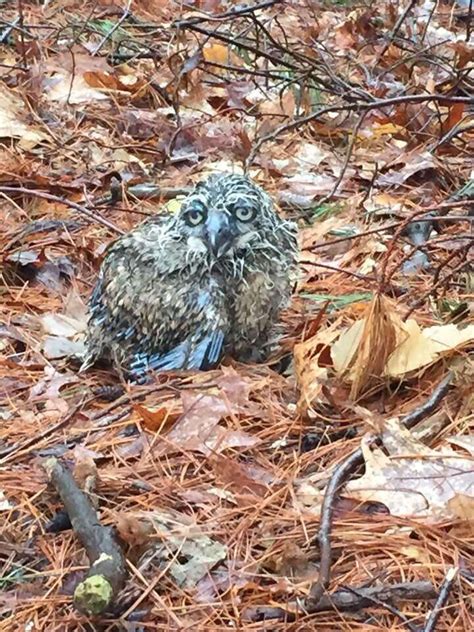 Cop Rescues A Very Sad Baby Owl Who Fell From His Nest The Dodo