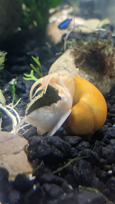 snail leaning back eating his algae wafer : r/aquarium