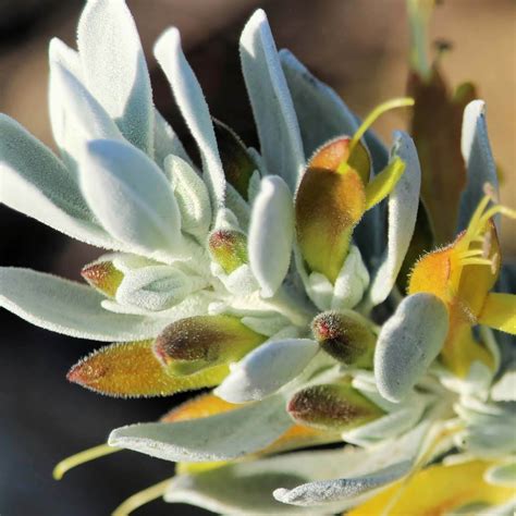 Eremophila glabra 'Grey Horizon' - Gray Emu Bush | Western Star Nursery