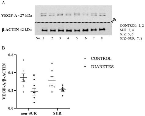 Pharmaceuticals Free Full Text Suramin Affects The Renal Vegf A