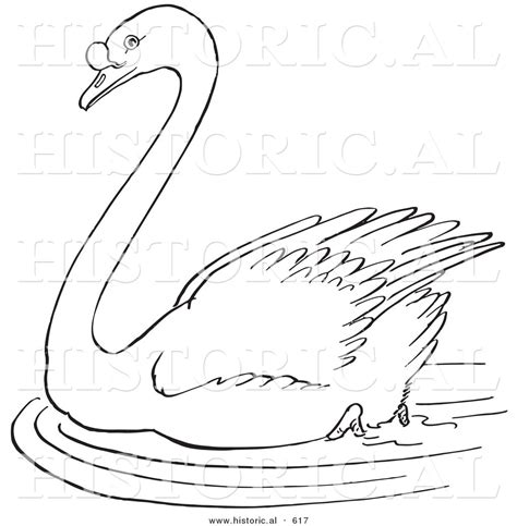 Swan Line Drawing at PaintingValley.com | Explore collection of Swan ...