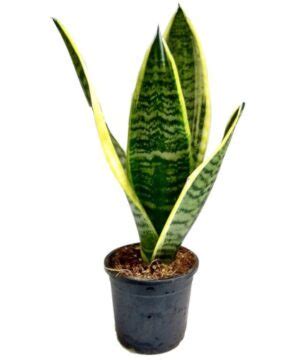 Snake Plant Companion Plants Jankacaoimhe