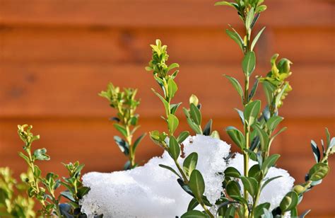 Boxwood Winter Care Plant Addicts