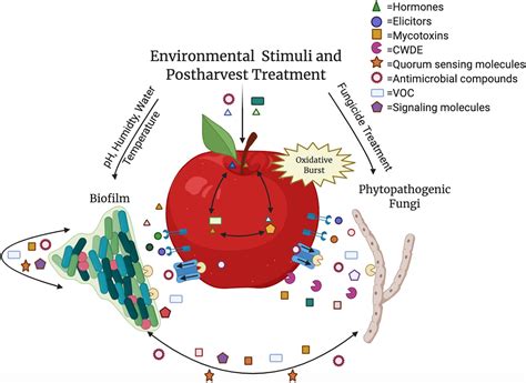 Frontiers The Good The Bad And The Ugly Mycotoxin Production