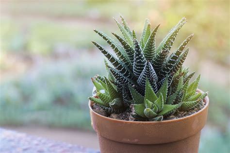 Haworthia Pflege Vermehrung Plantura