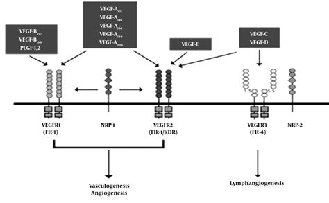 VEGF family and its receptors | Download Scientific Diagram