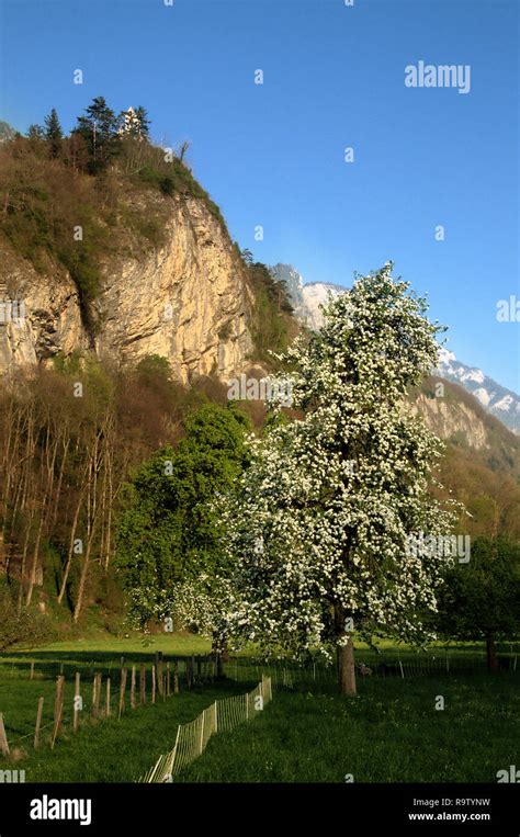 Pear Tree In Blossom During Spring Swiss Alps Stock Photo Alamy