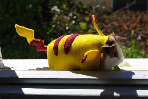 Creative Guinea Pig Costumes | Guinea Pig Hub