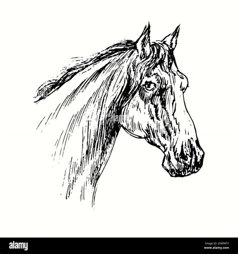 Horse Head Side Profile Drawing