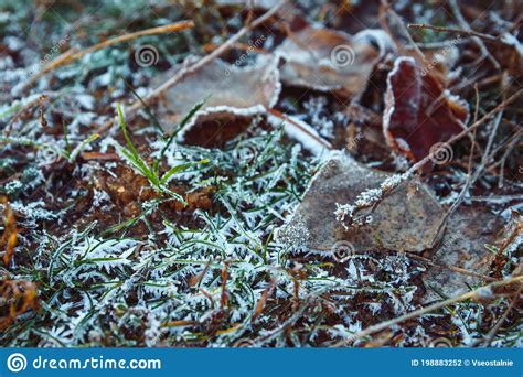 Autumn Frozen Leave On Ground In Forest Stock Photo Image Of Hoar