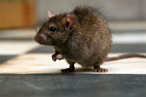 Can Rat Poison Kill Humans? | Angi