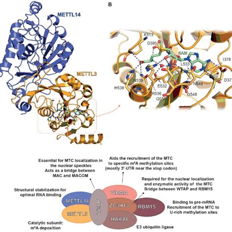 A Structures Of The Inhitial Hit Stm A And The Optimized