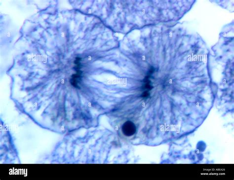 Whitefish Mitosis Stages