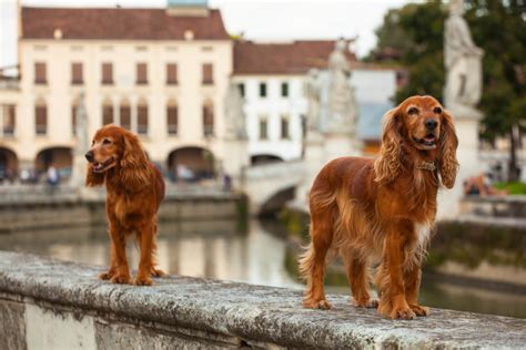 Que faire à Montpellier avec son chien Locations vacances animaux de