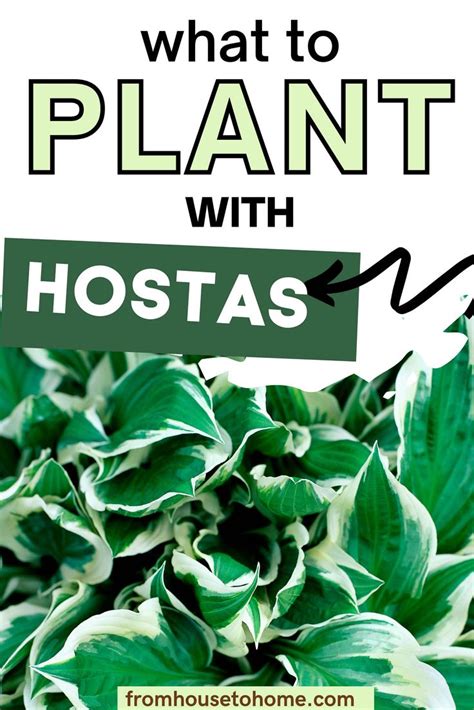 Hosta Companion Plants What To Plant With Hostas Hostas Shade