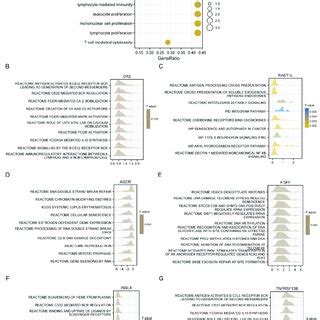 Functional Enrichment Analysis Of Six Gene Signature A GO And KEGG