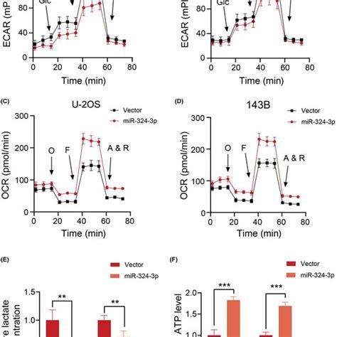 Microrna Mir P Inhibits Aerobic Glycolysis In Osteosarcoma Os