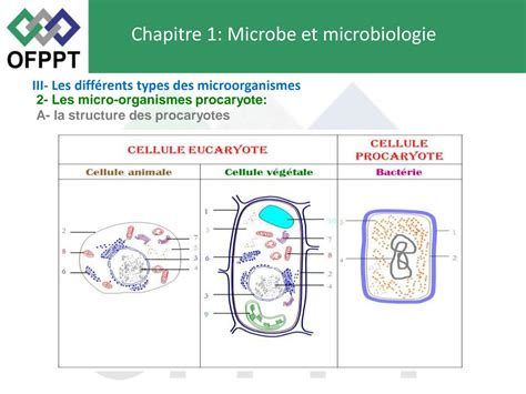 Solution Microbiologie Chapitre Partie Studypool