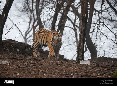 Tiger in its habitat Stock Photo - Alamy