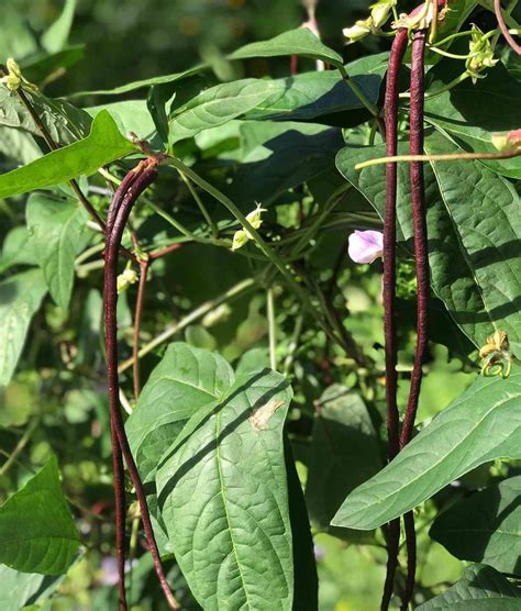 Red Yard Long Beans Chilli Blossom Farm